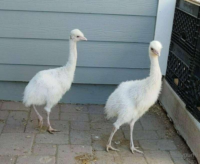 I really want a white emu :(