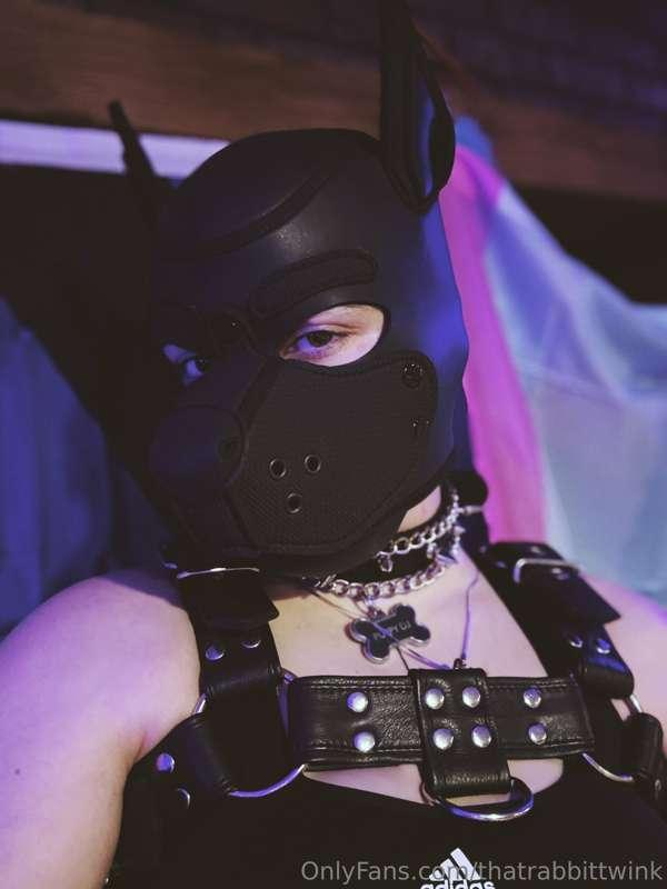 puppy_dj image #0
