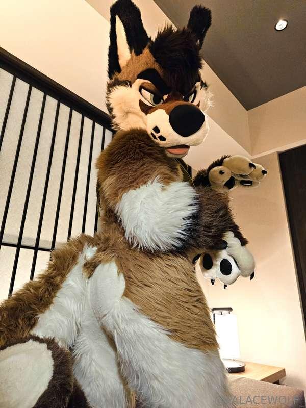 palacewolf main image