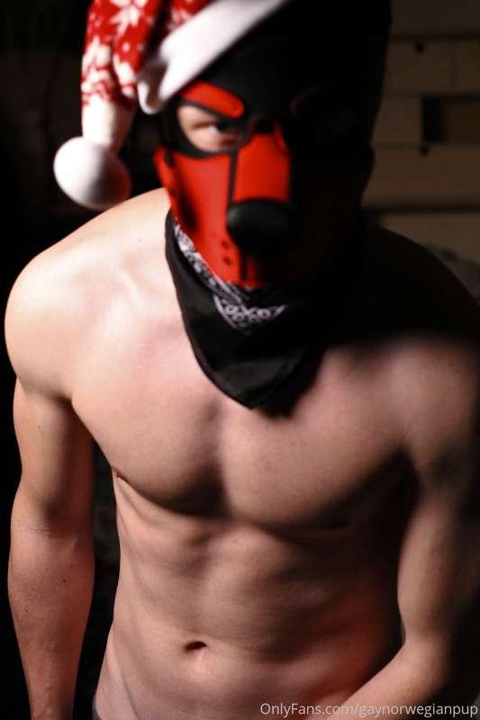 gaynorwegianpup image #0