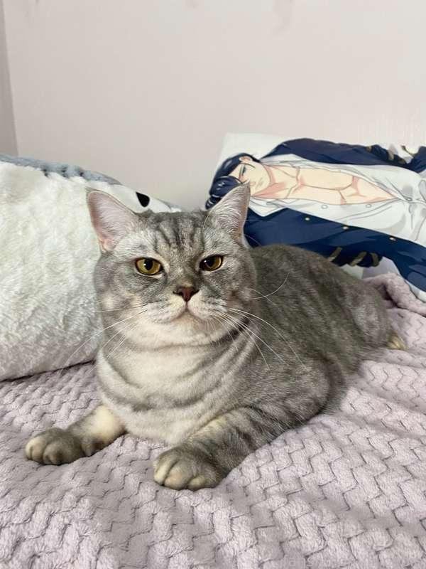 lilicapie image #2