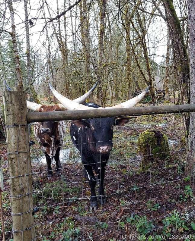 Say hello to the long horns. My pups still getting used to t..