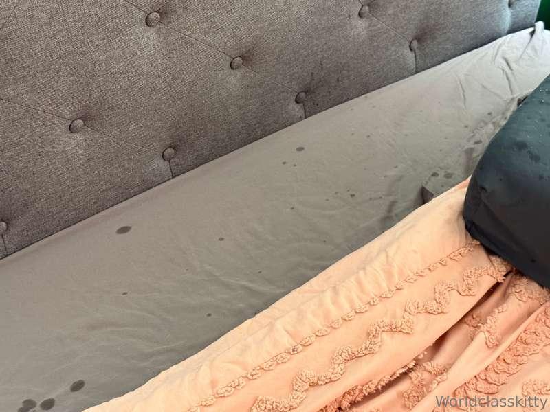 worldclasskitty image #0