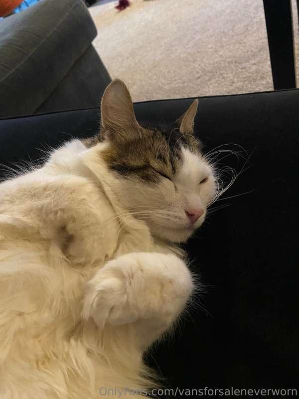 No one asked for cat photos but here you go. 