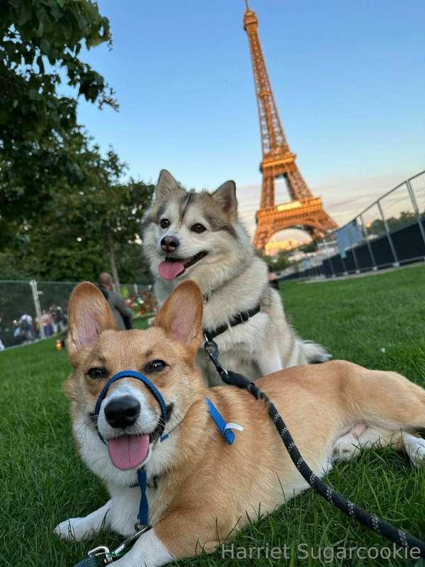 How cute is this photo of my dogs? 🥰