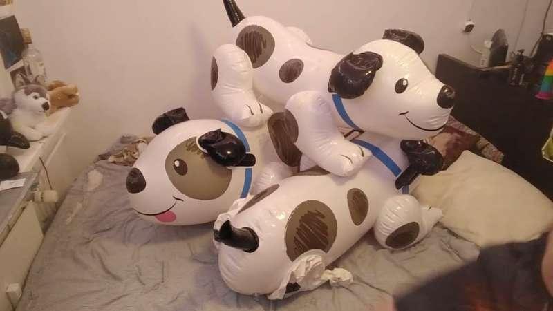 Finding Millies intex puppies