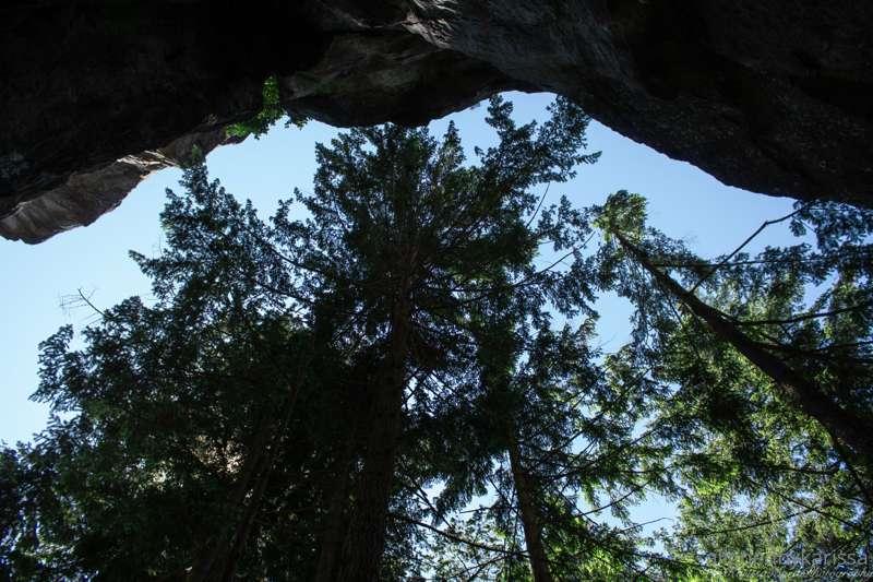 Did you know that the trees communicate with each other ? 🌲
..
