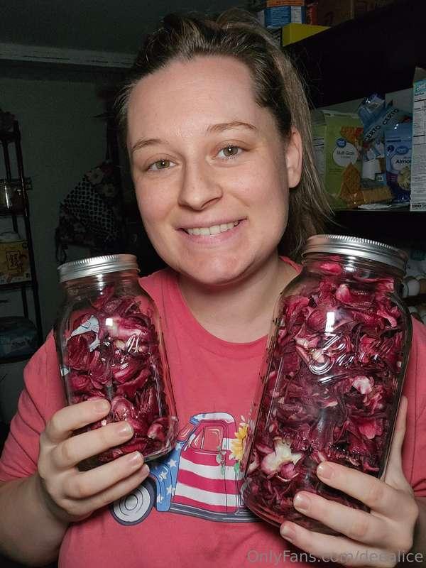 We harvested the last of the seasons Roselle. After we put t..