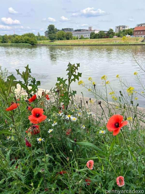 pennyarcadexo image #5