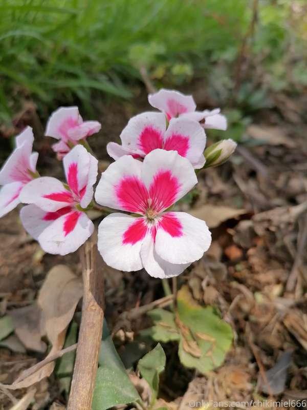 Yo quiero verte comiendo flores 🌺