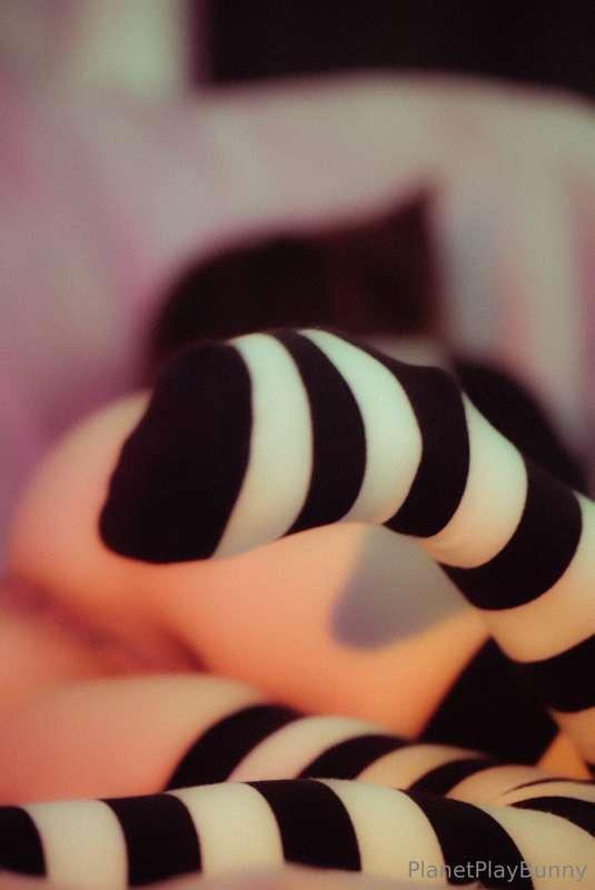 planetplaybunny image #0