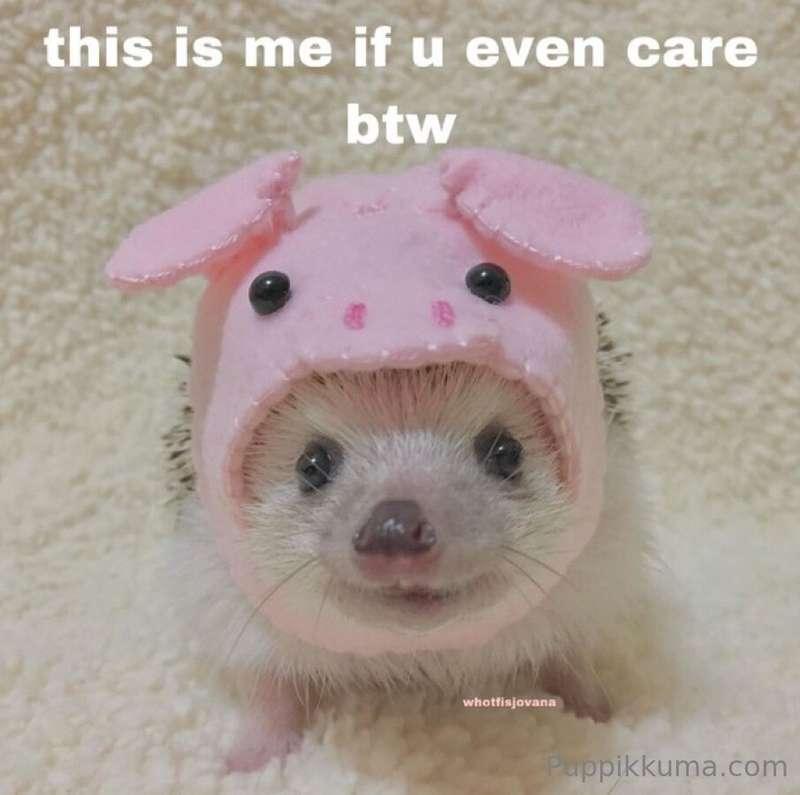 sukipuppi image #0