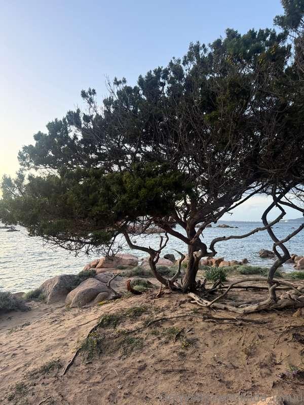 linda_lanuu image #1