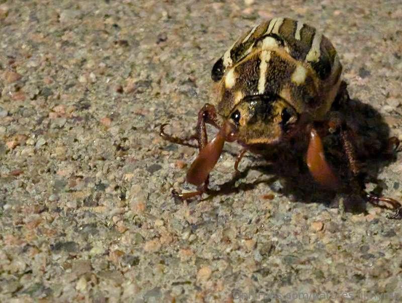 Love bug
