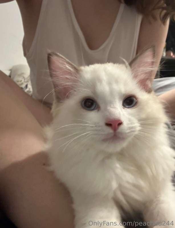 Say hi to Salt 🤍 He’s just 2 months old and a Ragdoll mix Ma..