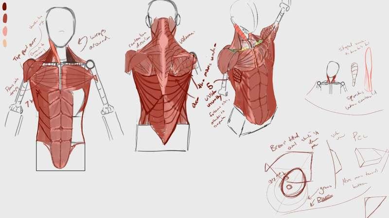 Torso Anatomy