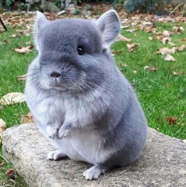 Get to know me Sunday: Not my pic. This is my dream pet. Do ..