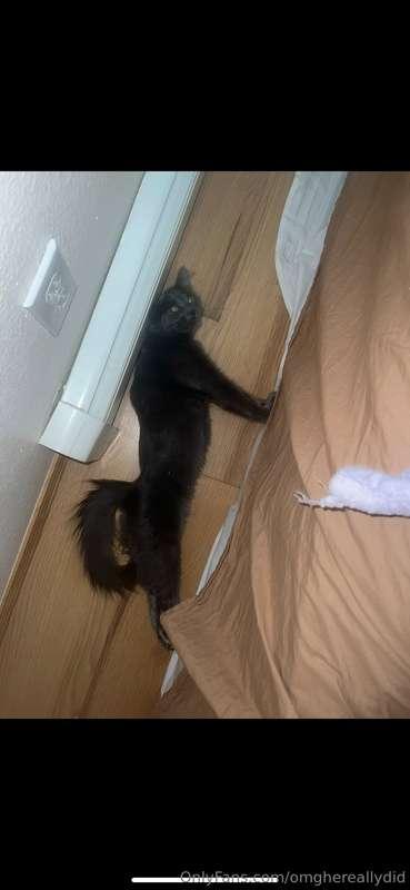 omghereallydid image #2