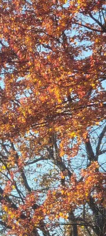 Fall colors
