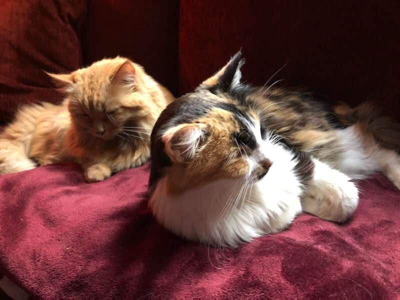 Preston’s beautiful cats 
