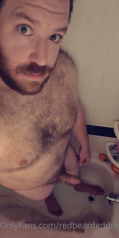 redbeardeddragon image #1