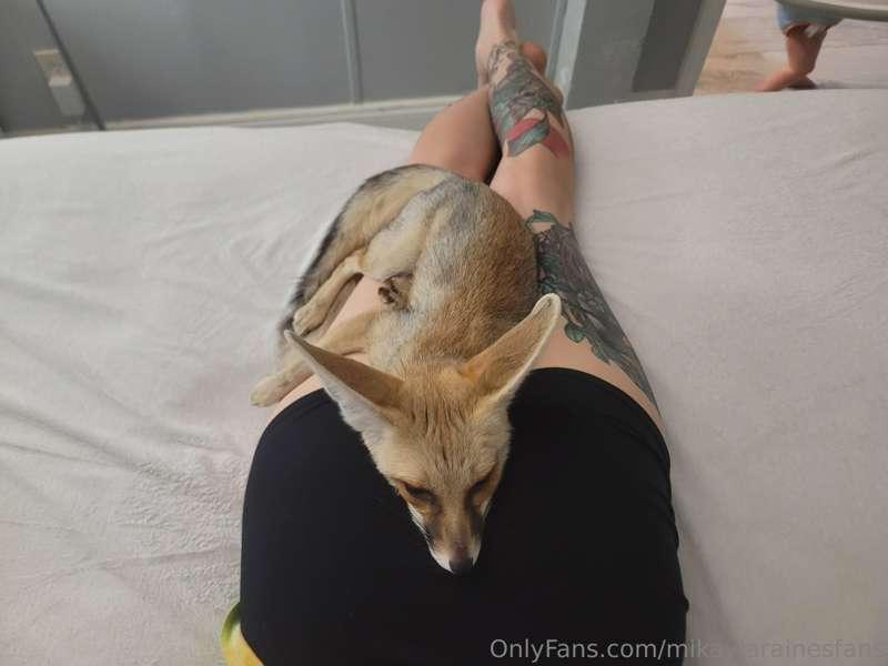 If you were a fox .....this could be you right now.