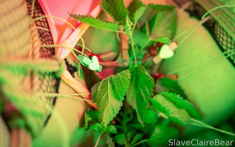 slaveclairebear image #2