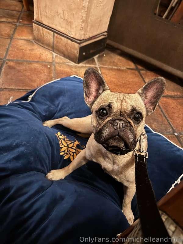 Does dental health really matter with our pets? Dental Healt..