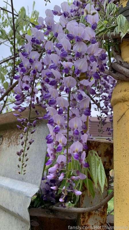 Honestly, I don't know what kind of plant it is but today I walked by it and felt a nice scent! It's amazing.🌿🌿