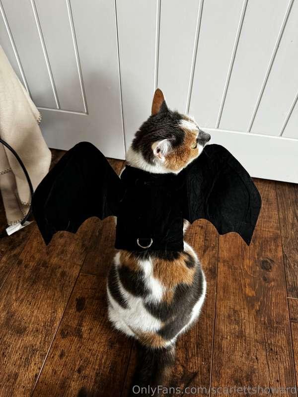 SWIPE ➡️---Greg got Luna and Lenny some Halloween outfits fr..