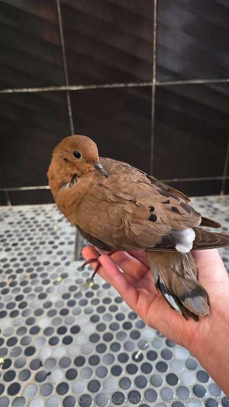I have an update on my poor little bird! 🥰🕊