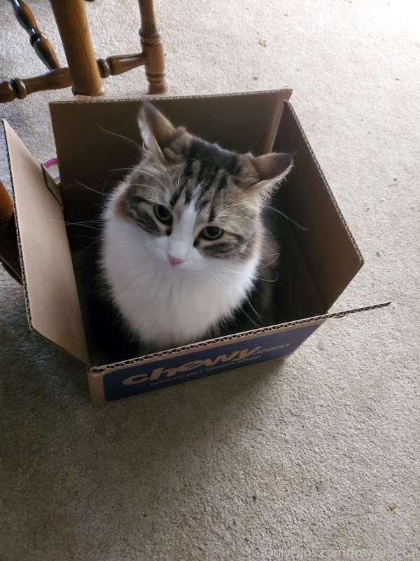 I have established a new impenetrable fortress! I fart in yo..