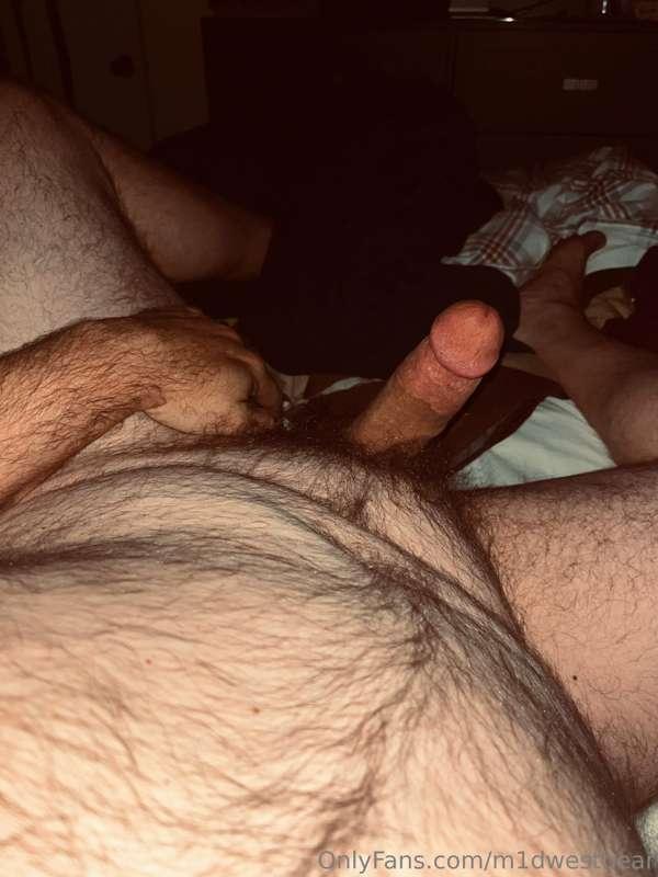 m1dwestbear image #1