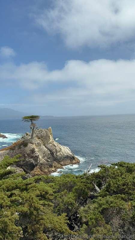 littlepolishangel image #0