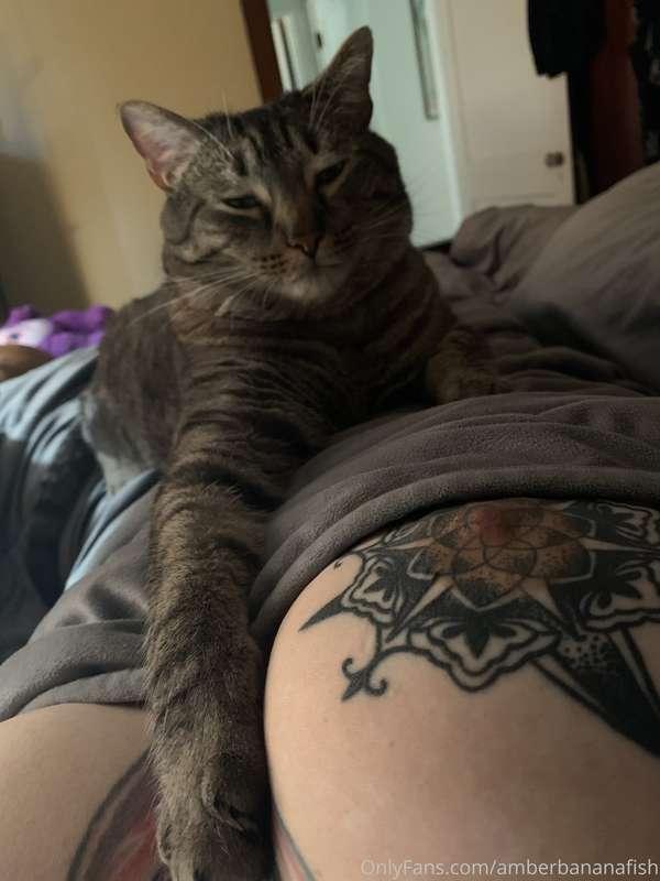 Kittens and tittehs