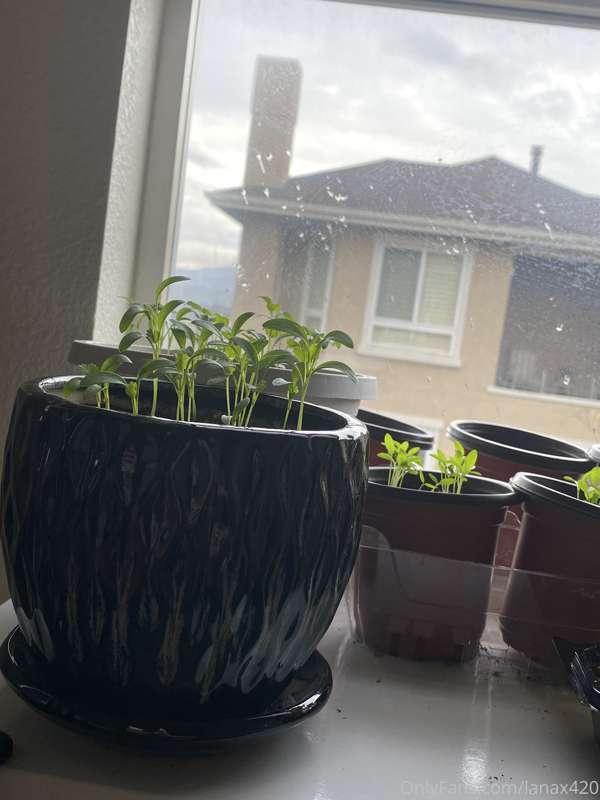 🌸🌿