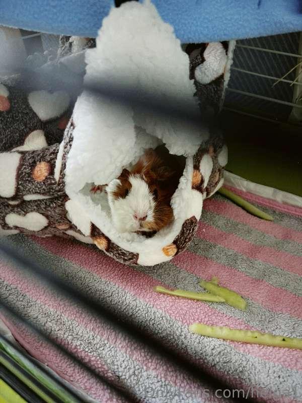 Today international Guinea pigs day🐹
Let’s treat Tvishi toda..