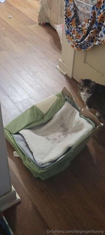 I fell and completely smashed my cat's favorite bed with my ..