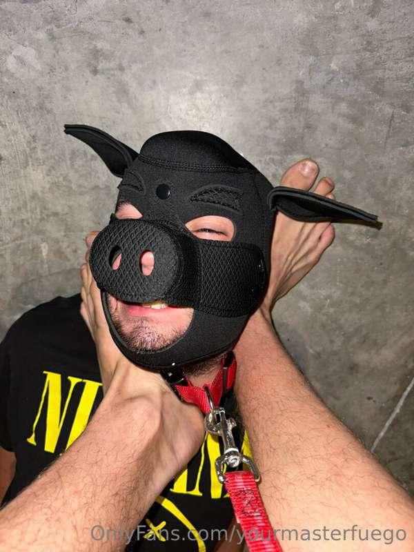 weak pig cant breathe