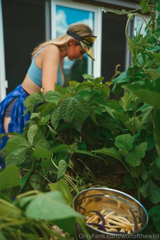 wolfofthewild image #3