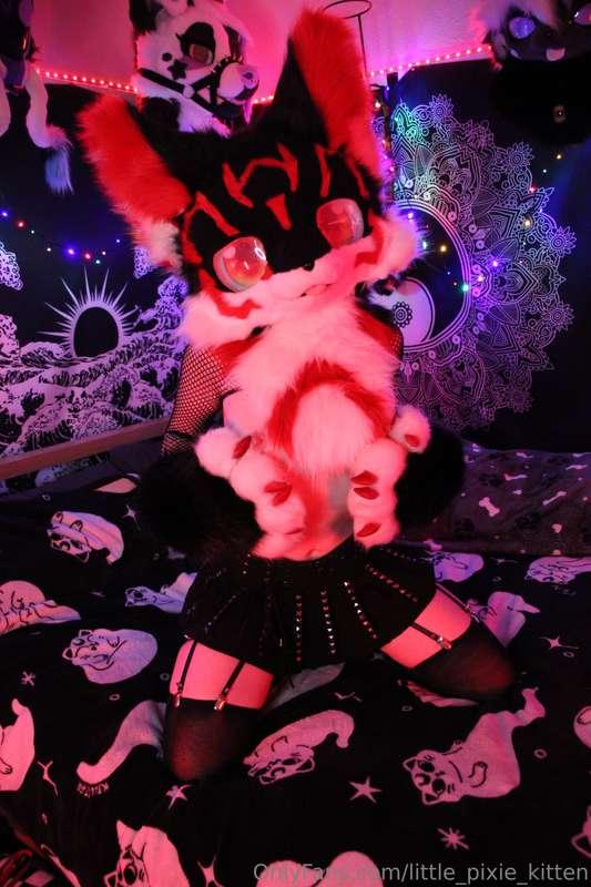 little_pixie_kitten image #20