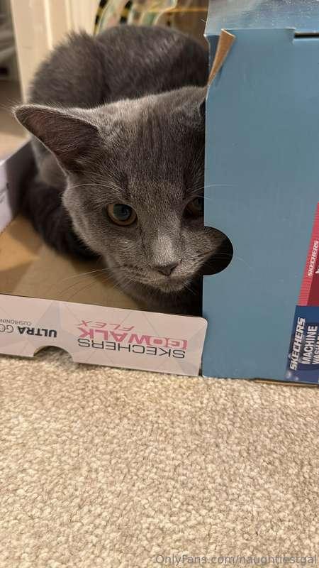 #cats #hideandseek #kitten #britishshorthair