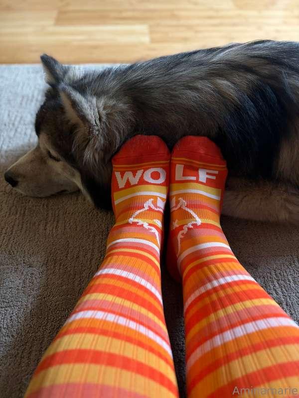 A photo dump the pics I took for wolf white socks :)