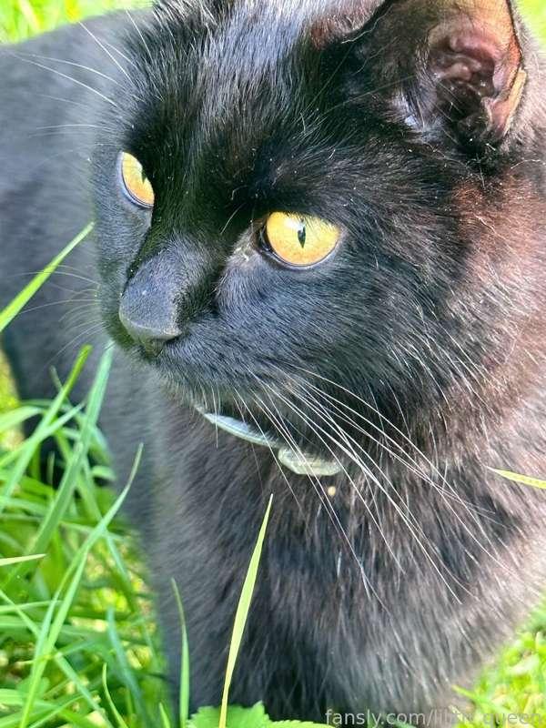 lilith_queen image #1