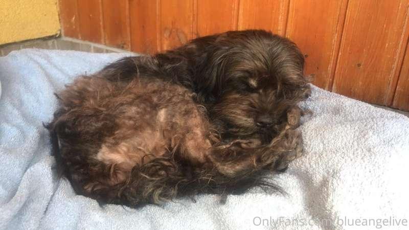 I found this poor little doggo yesterday on the street.. I c..