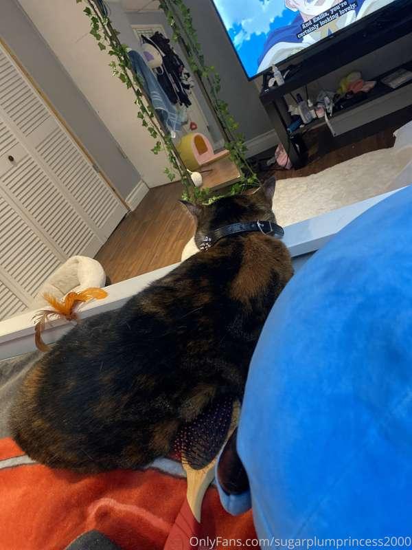 If you were curious since my last cat post my girl Meeko is ..