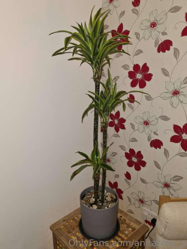 I treated myself to a house tree how awesome :) ha  yes I'm ..