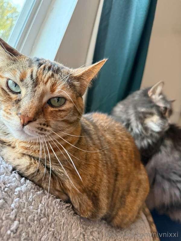 TWO PUSSIES FOR FREE????? xD 