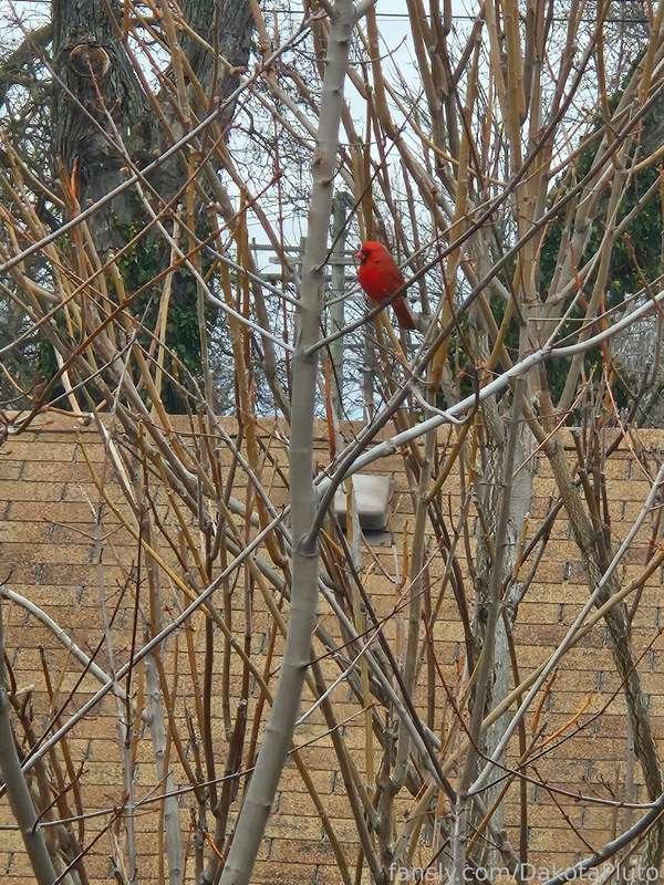 dakotapluto image #0