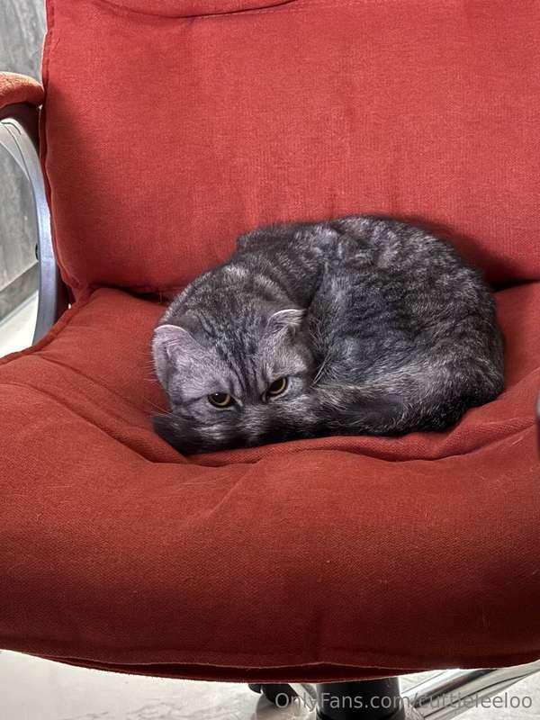 cuttieleeloo image #0